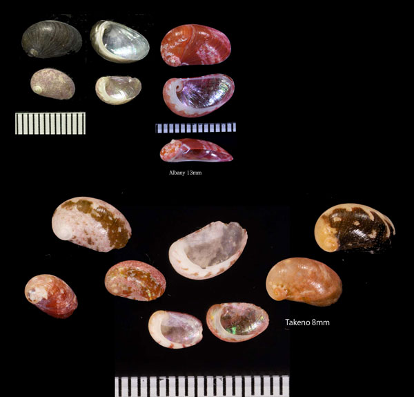 ヒメアワビ Stomatella impertusa small