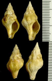 ナンゴウツノマタモドキ Nodopelagia brazieri small