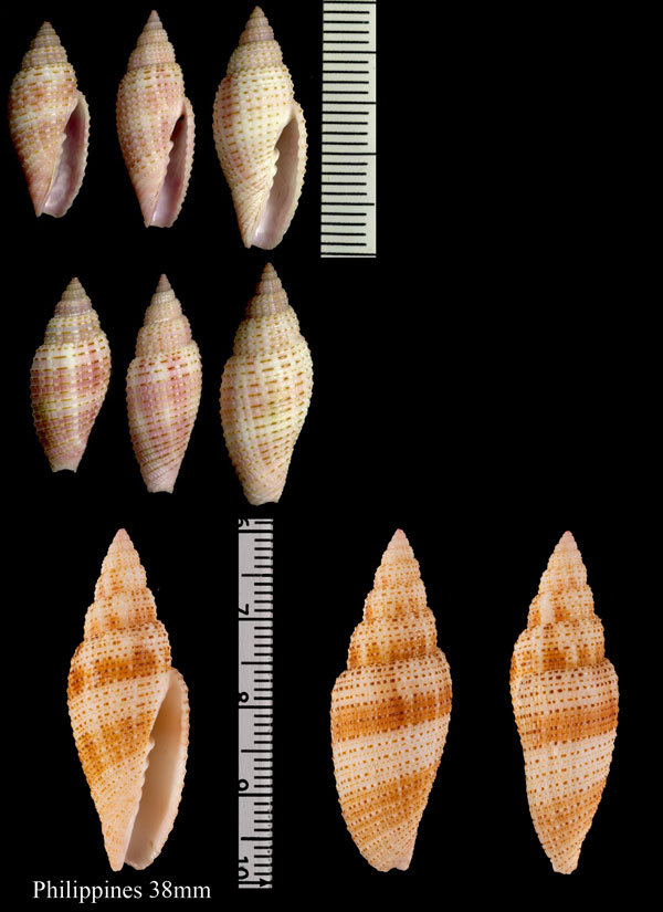 ベニフデ 紅筆 Roseomitra rosacea small