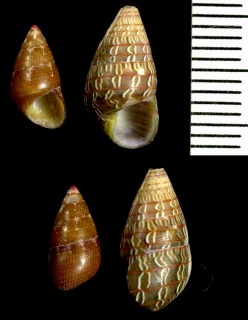 イロガワリケルプチグサ Phasianotrochus bellulus small