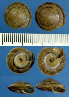 ウラウズマイマイの仲間06 Discula bulweri small