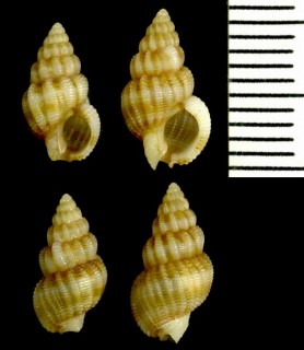 セネガルムシロ (仮称) Nassarius incrassatus senegalensis small