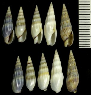 スマートなフトコロガイ Mazatlania fulgurata small