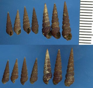 ムシロノミカニモリ Bittium reticulatum small