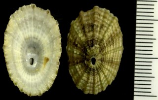 ヨーロッパテンガイ Diodora graeca small