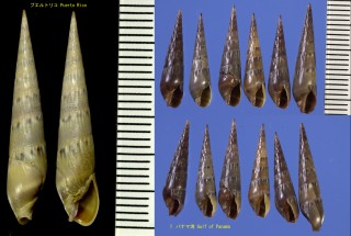 ハイイロトクサ Hastula cinerea small