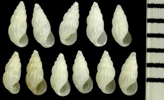 フトウネチョウジガイ Schwartziella subfirmata small