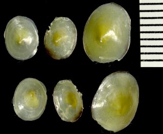 ジンガサヒトエガイの一種 Tylodina perversa small