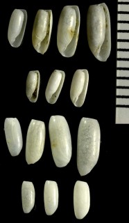 ツツカイコダマシの仲間 Cylichna thetidis small