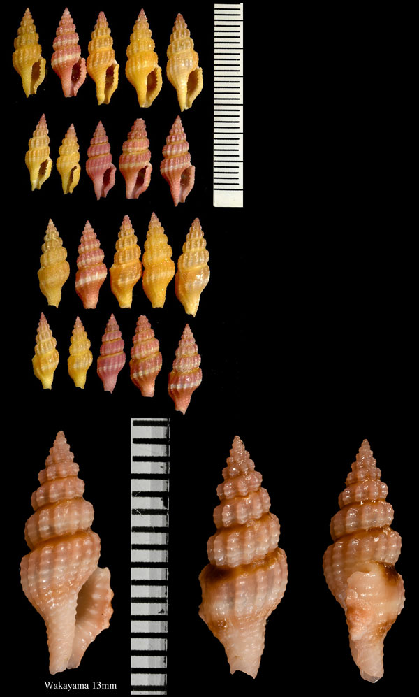 バライロフタナシシャジク (バライロアラボリクチキレツブ) Lienardia roseotincta small