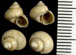 シロガネシタダミの仲間 Solariella obscura small