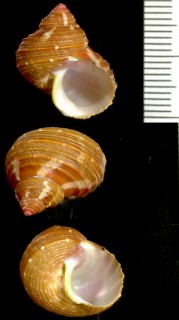 コガタマキミゾサザエ Turbo cailletii small