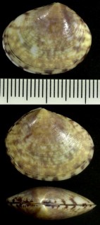 ホマレアサジ Semele pulchra small