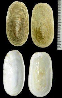 ナガオトメガサ (アヒルノクチバシ) Scutus antipodes small