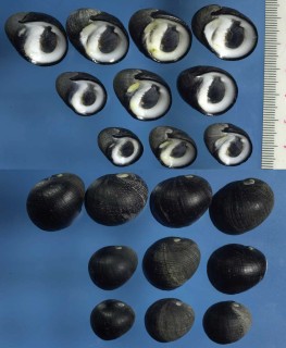 スミゾメアマガイ Nerita atramentosa small
