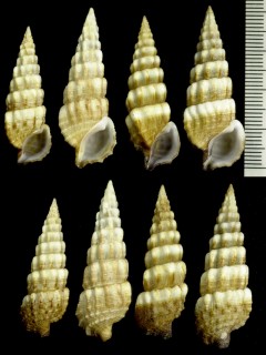 オオヨロイツノブエ Cerithium novaehollandiae small