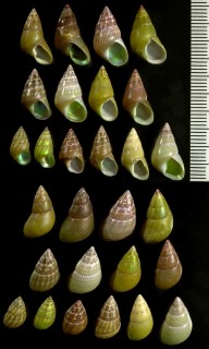ウスケルプチグサ Phasianotrochus irisodontes small