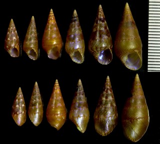 ホソケルプチグサ Phasianotrochus apicinus small