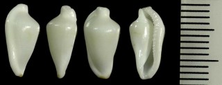 タウンズビルケボリ Primovula rutherfordiana small