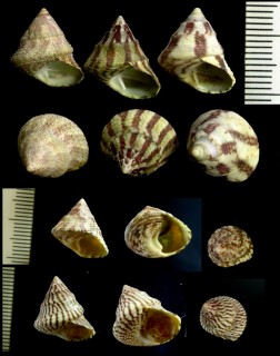 オオスダレチグサ Calthalotia strigata small