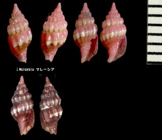 ルビーオトメフデ (シロオビモモイロオトメフデ) Pusia rubrum small