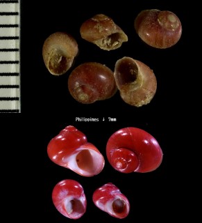 ミガキザンショウ Homalopoma laevigatum small