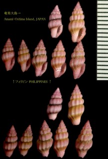 ルビーフタナシシャジク (ルビイフタナシシャジク) Lienardia rubida small