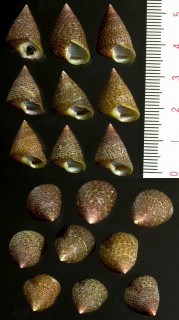 ベニバナチグサ Thalotia conica small