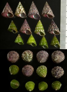 ユウビアラハダチグサ Jujubinus lepidus small