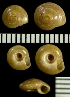 ナワメグルマ Heliacus enoshimensis small