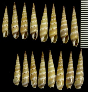 シチクガイ 紫竹貝 Hastula rufopunctata small