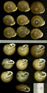 ヒラエマイマイ Mesodon appressus small
