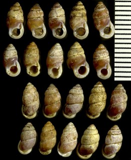 フナトウアズキガイ 船籐小豆貝 Pupinella funatoi small