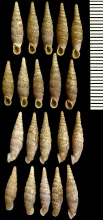 カモハラギセル 蒲原煙管 Pinguiphaedusa kamoharai small