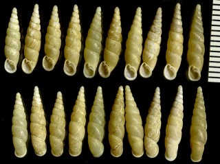 ヒメヤコビギセル Stereophaedusa jacobiella small