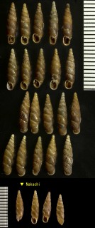ニセノミギセル Parazaptyx thaumatopoma small