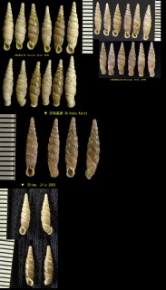 トサギセル 土佐煙管 Pinguiphaedusa tosana small