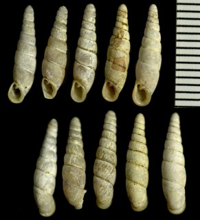 ミサキギセル 三崎煙管 Tyrannophaedusa sugimotonis misaki small