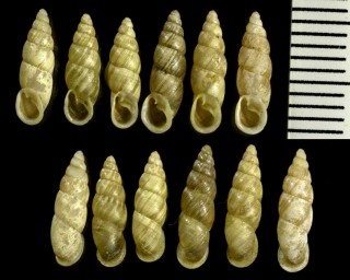 アシズリコギセル Proreinia eastlakeana ashizuriensis small