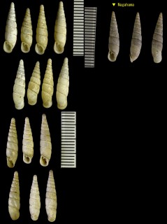 イヨギセル 伊予煙管 Pinguiphaedusa iyoensis small