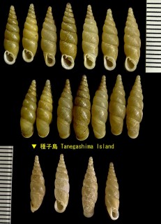 ヤコビギセル Stereophaedusa jacobiana small