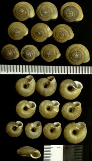 ジタロウマイマイ 治太郎蝸牛 Aegista awajiensis small
