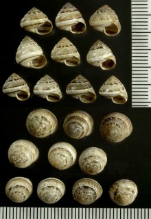 コマイマイの仲間02 Monilearia persimilis small