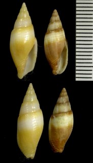 シロフヤタテ Mitra fasciolaris small