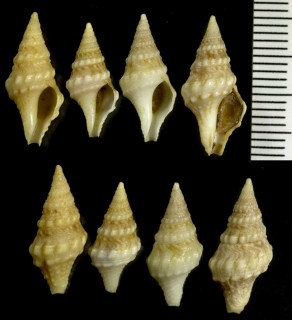 シサイクダマキ (仮称) Clavatula sacerdos small