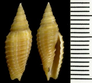 ホソヒモイトヒキフデ Subcancilla funiculata small