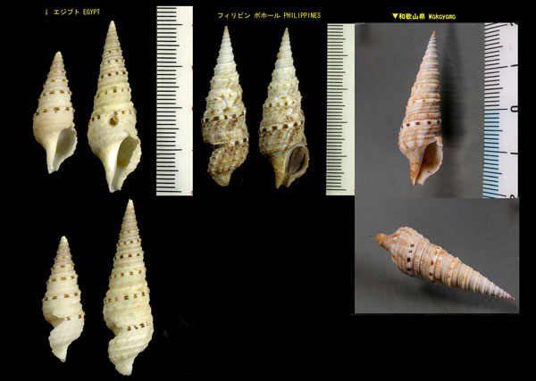 シャジククダマキ Xenoturris cingulifera small