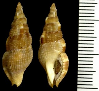 セコバイの仲間　西アフリカ Colubraria lucasensis small