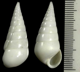 オオセトモノガイ Melanella candida small