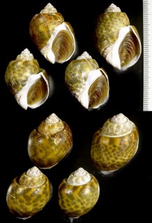 ボルネオバイ Babylonia borneensis small